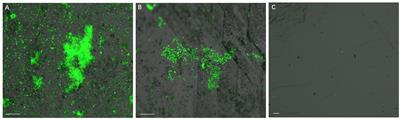 Interactions Between Cells of Sulfobacillus thermosulfidooxidans and Leptospirillum ferriphilum During Pyrite Bioleaching